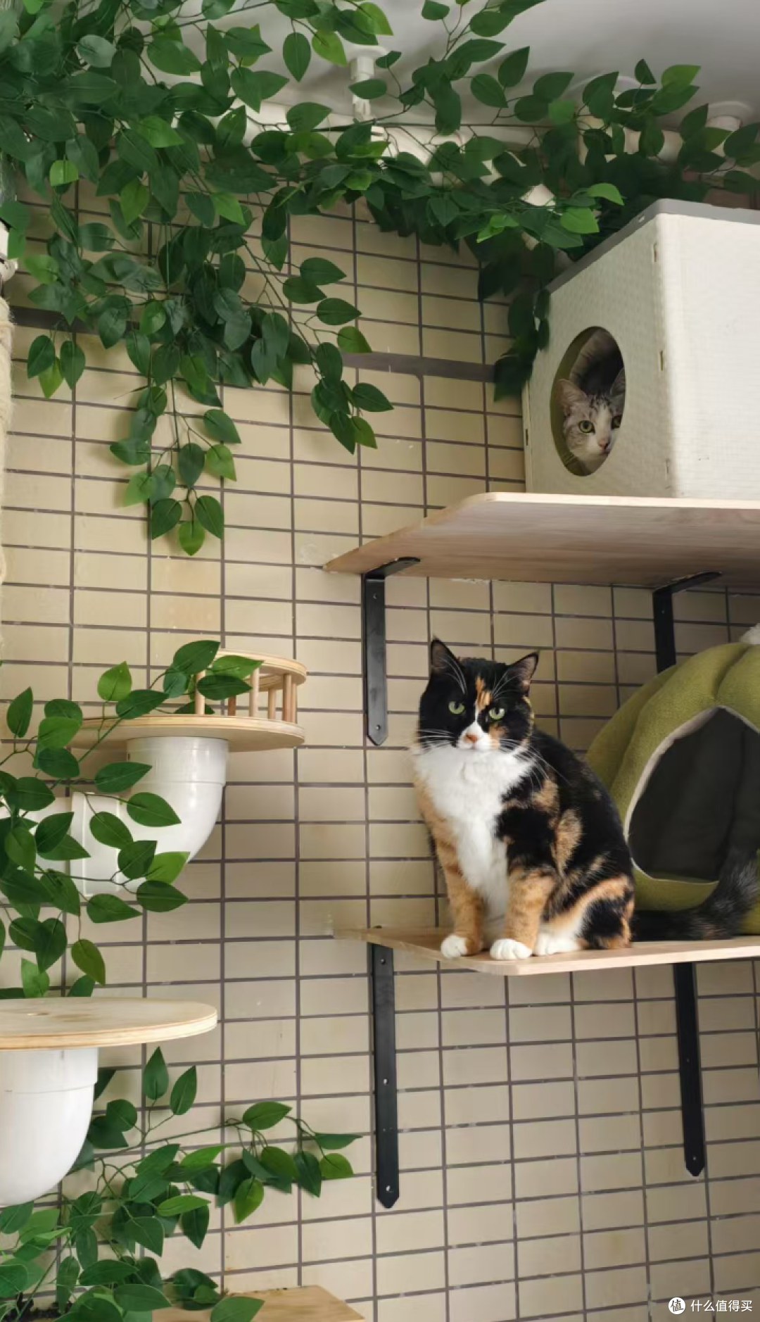 全世界都阻止不了我卖萌！萌新小奶猫“蓝莓”的猫窝猫玩具分享