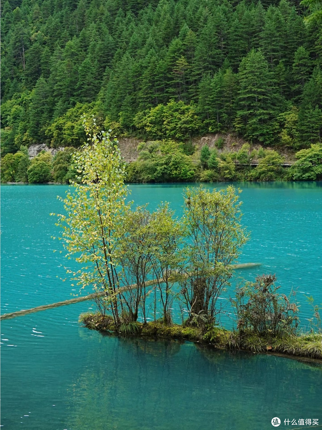  九寨沟春醒，花影藏着整个春天