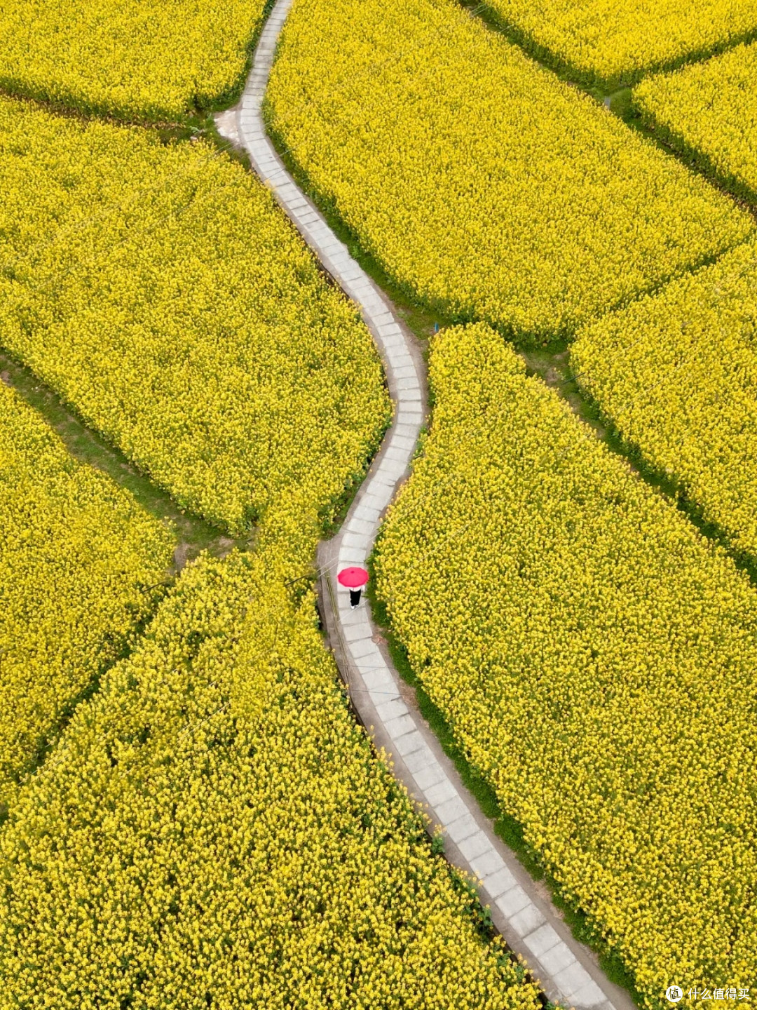 奔赴婺源,赴一场金色的春日之约