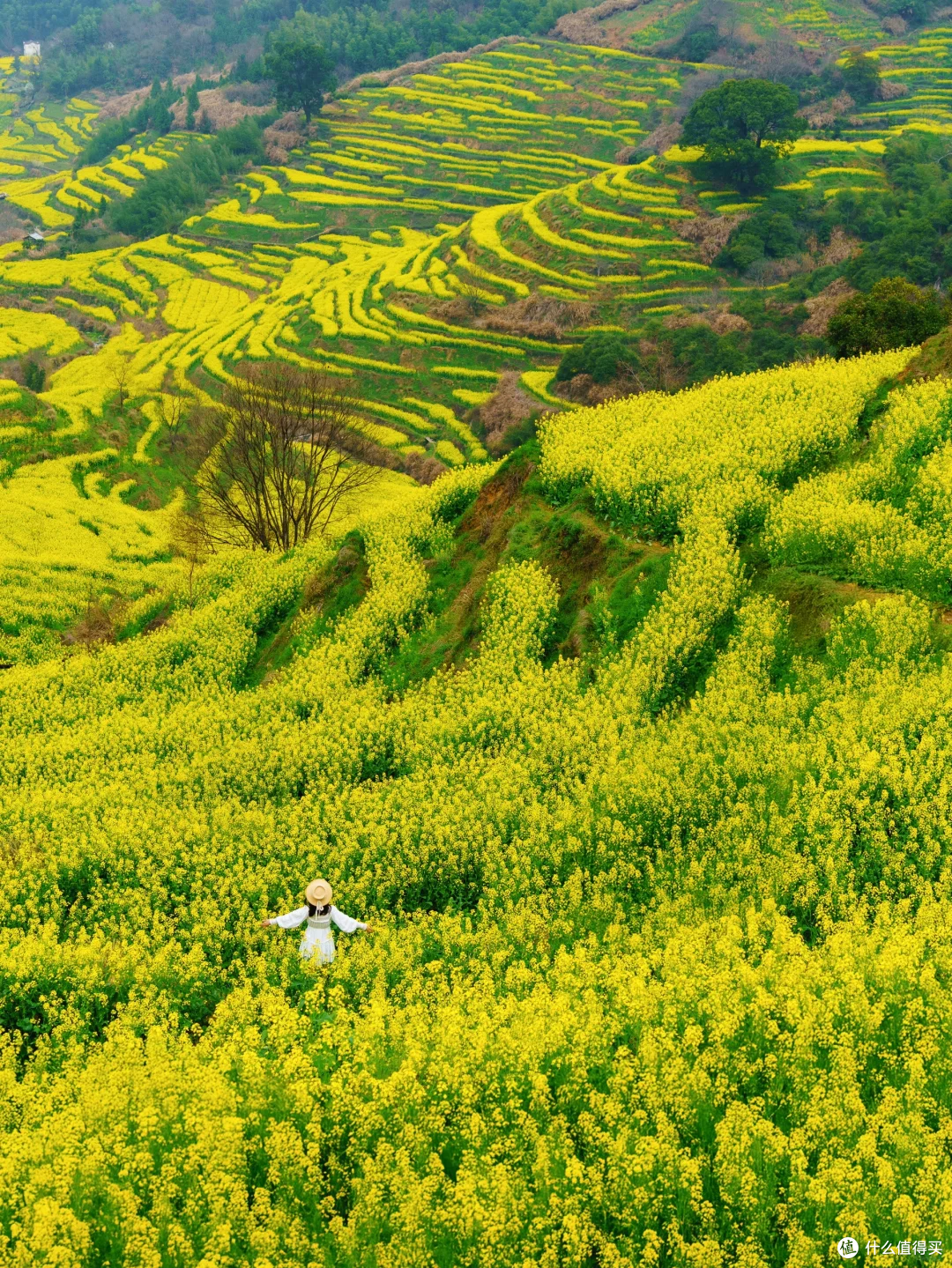 春日婺源,旅行的梦幻天花板