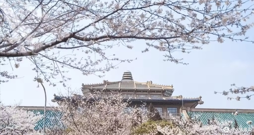 武汉大学樱花季,赏樱秘籍大公开
