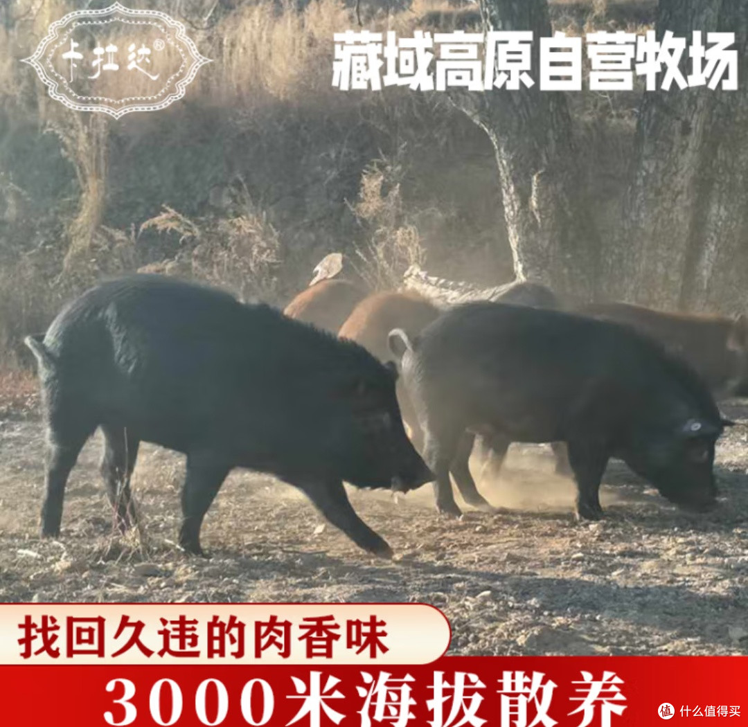 春季养生:卡拉达藏香猪猪肝,揭秘吃猪肝的民间传言,谣言退散!