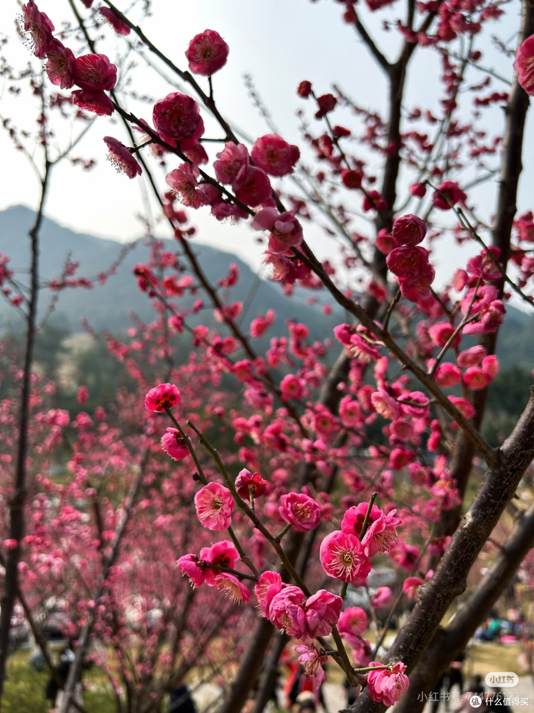2025重庆免费赏花攻略🌸0元打卡绝美花海!