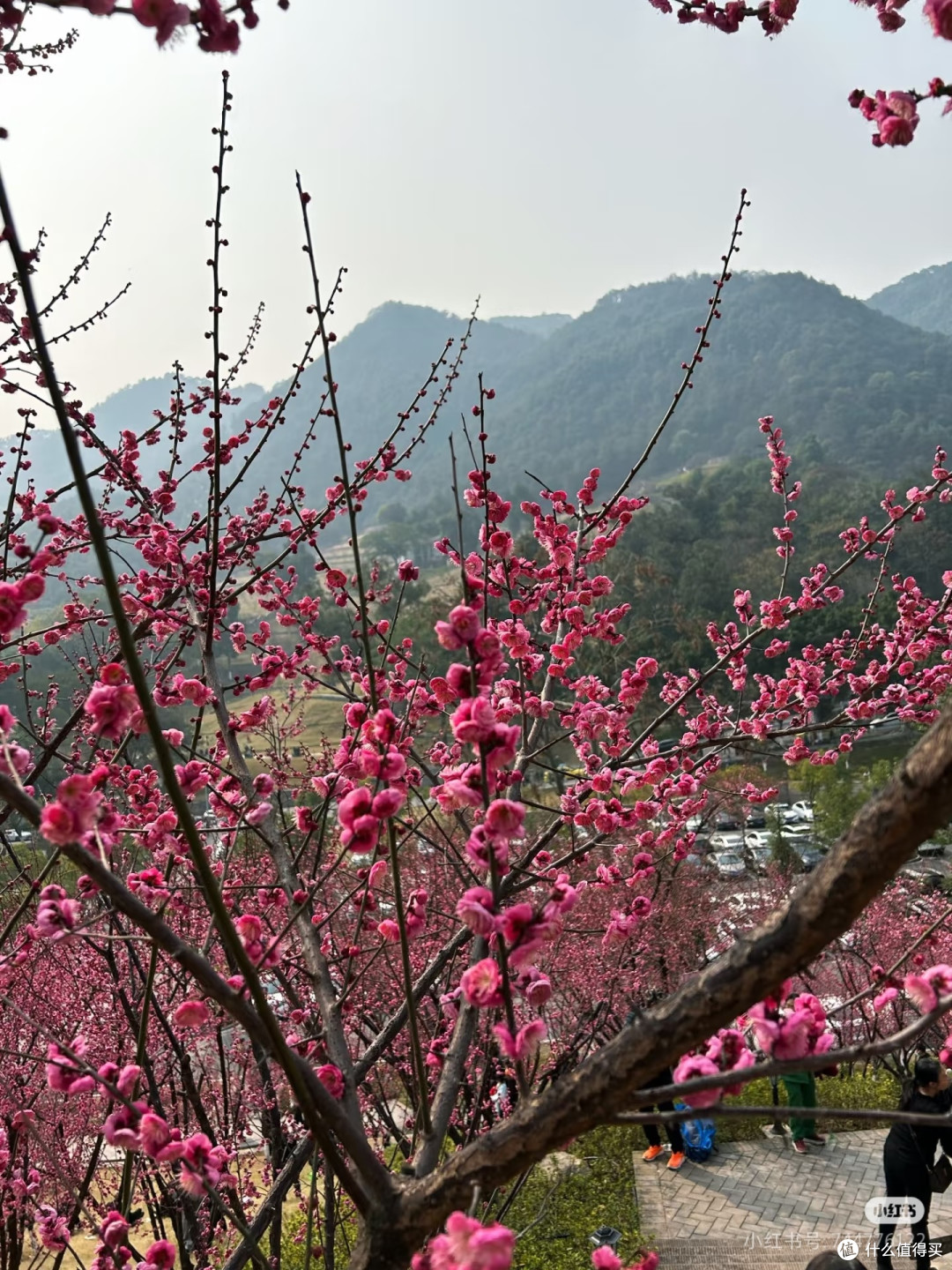 2025重庆免费赏花攻略🌸0元打卡绝美花海!