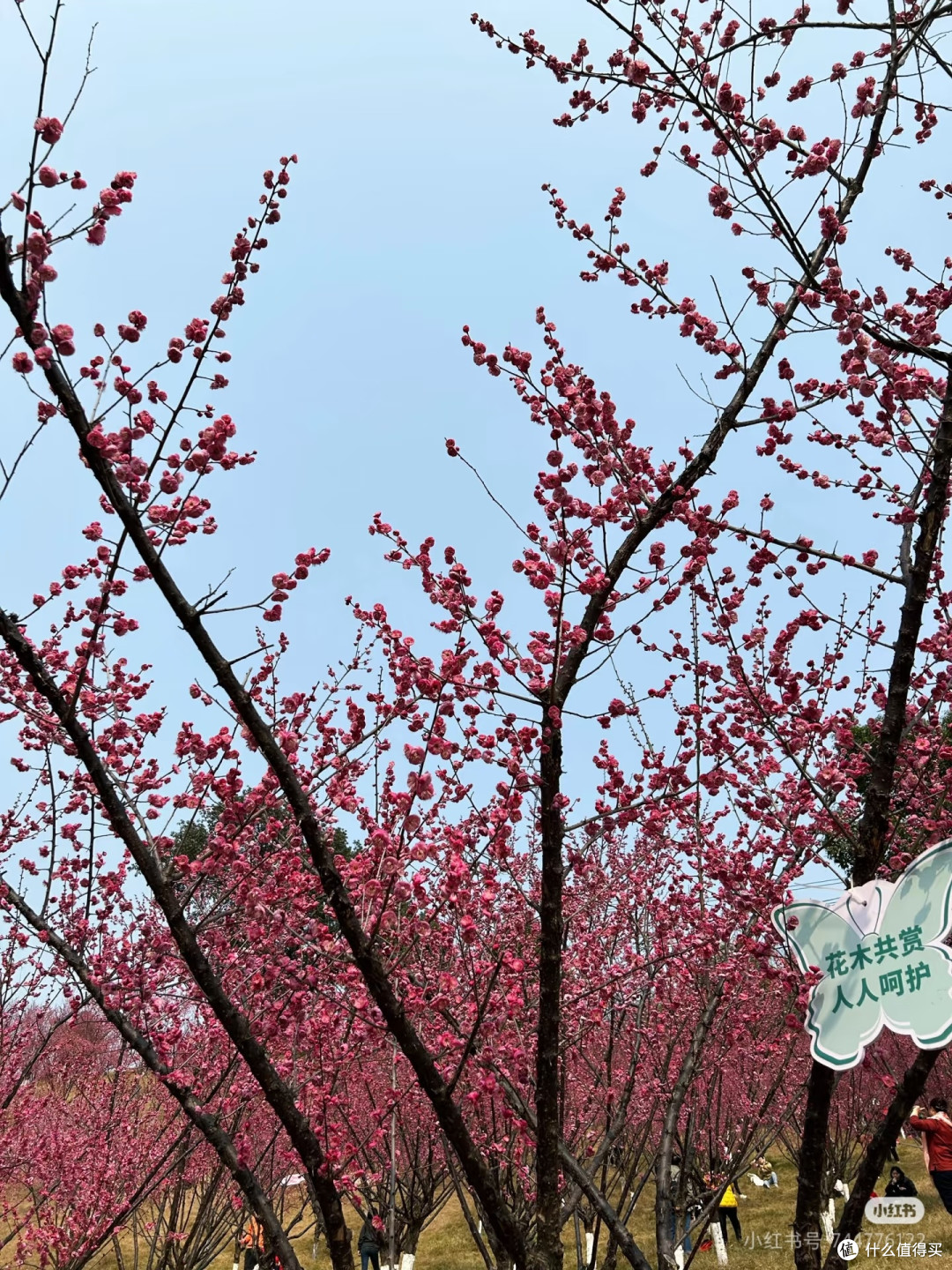 2025重庆免费赏花攻略🌸0元打卡绝美花海!