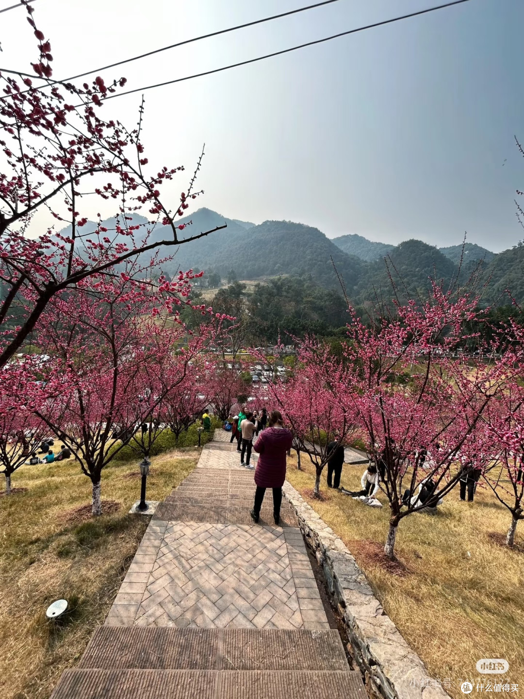 2025重庆免费赏花攻略🌸0元打卡绝美花海!