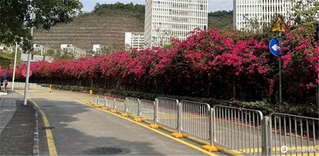 走在深圳的道路上，一路春风一路享受鲜花陪伴