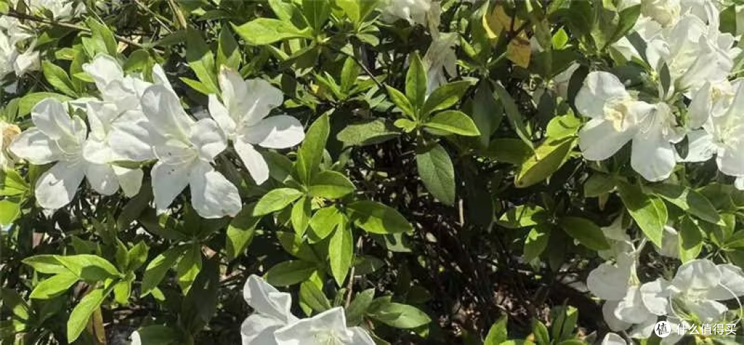 走在深圳的道路上，一路春风一路享受鲜花陪伴