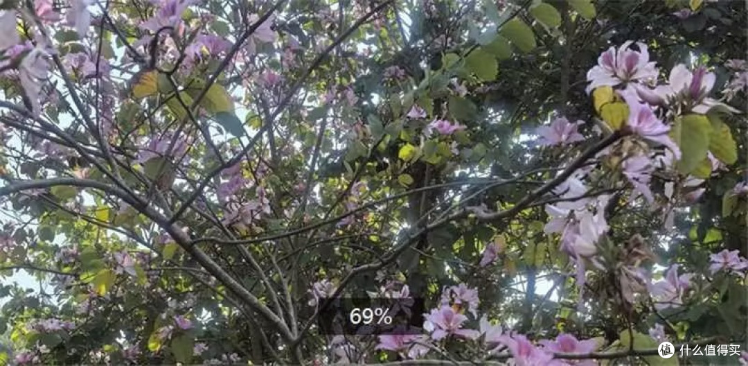 走在深圳的道路上，一路春风一路享受鲜花陪伴