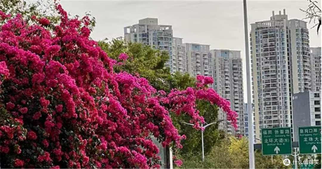 走在深圳的道路上，一路春风一路享受鲜花陪伴