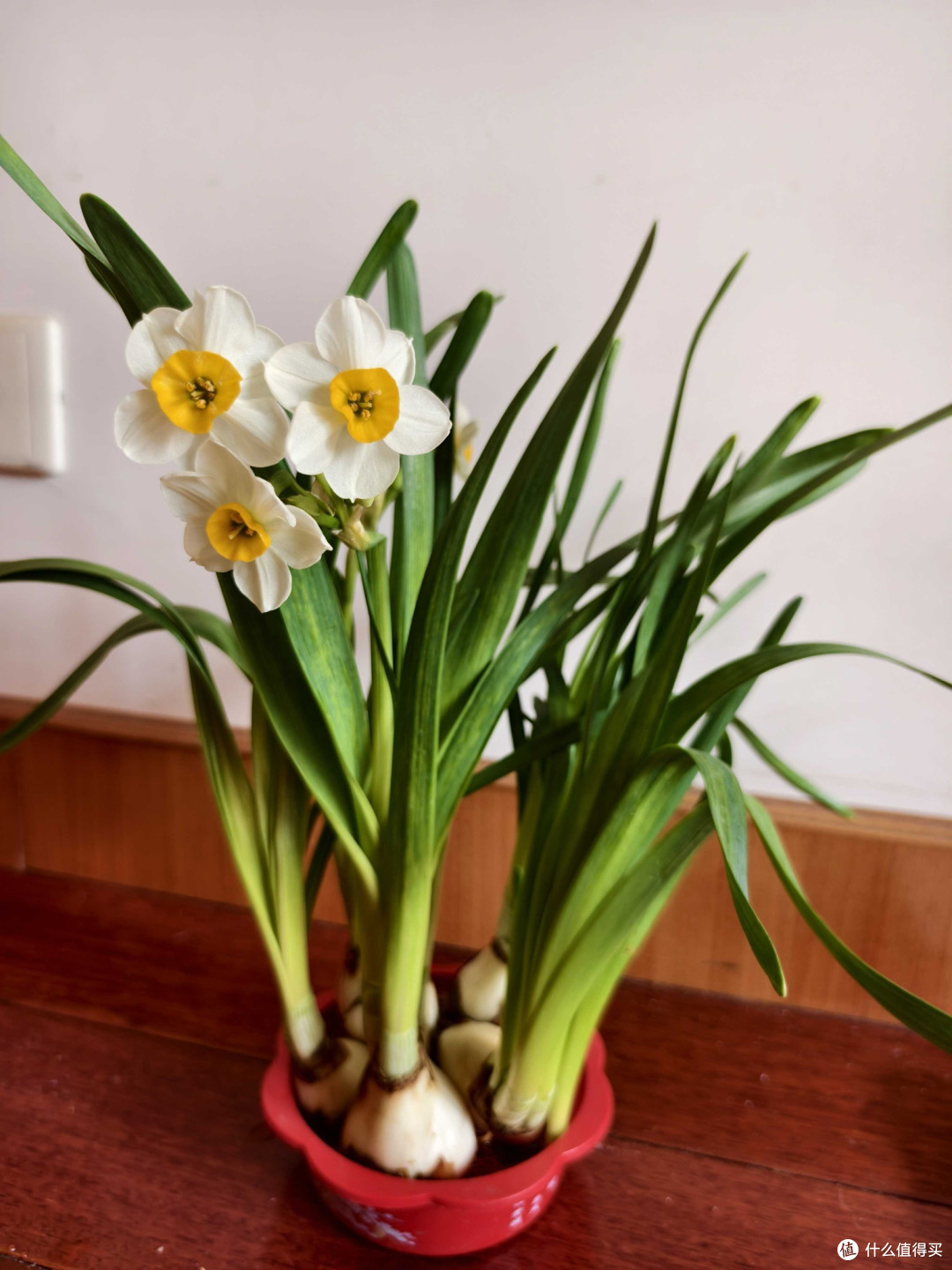 春暖花开,搞点绿植装饰小窝