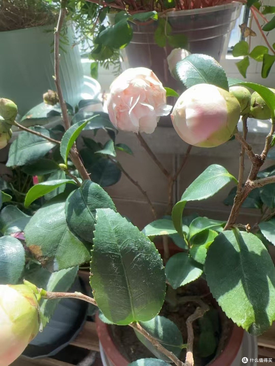 春暖花开,搞点绿植装饰小窝