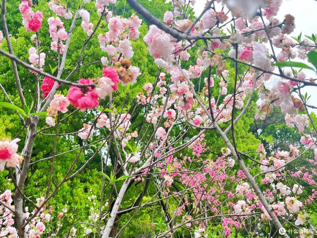 春天,就是需要开车去看桃花——吼山桃花节!
