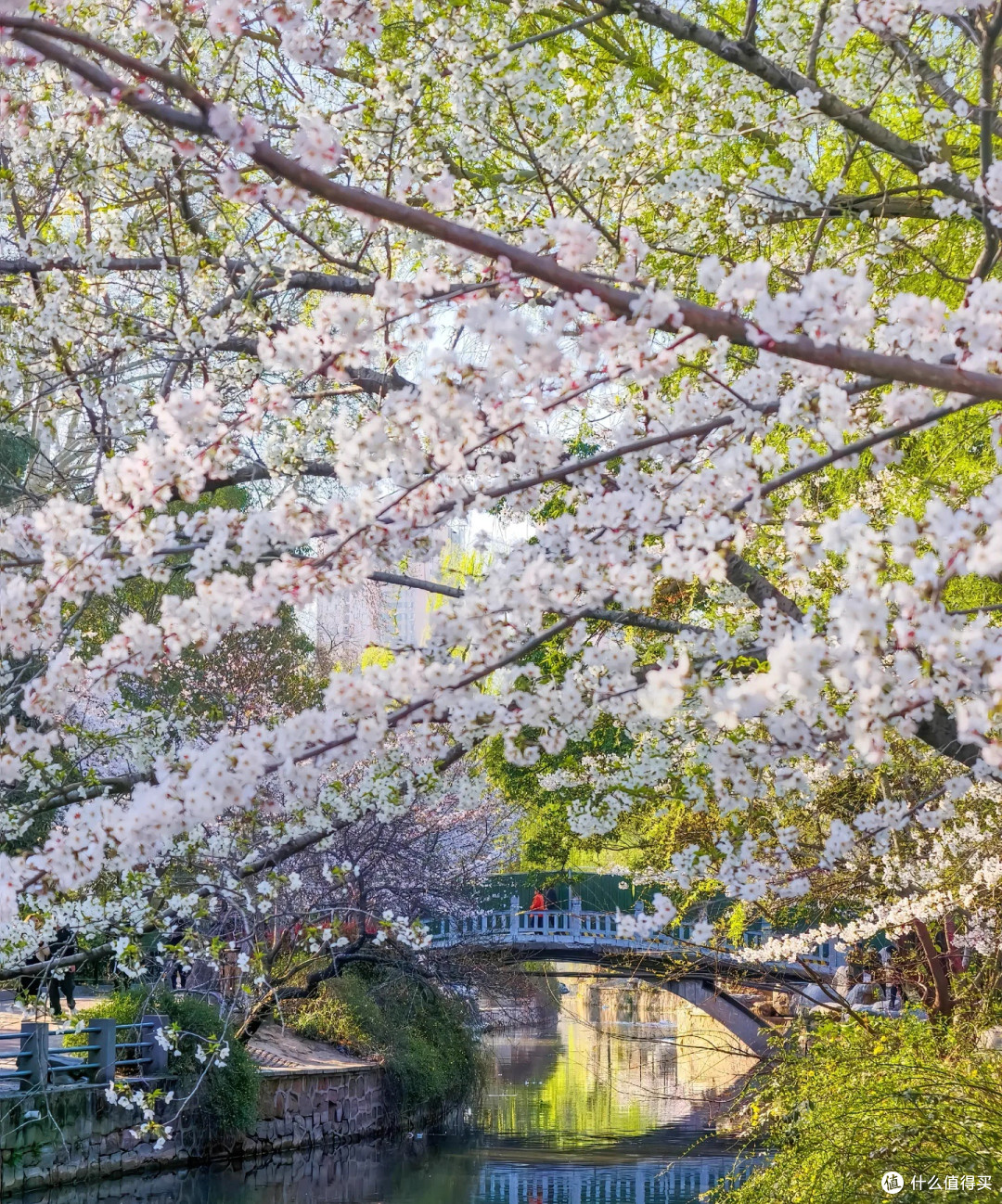 春日打卡胜地,人民公园郁金香花海,人山人海,太热闹啦!