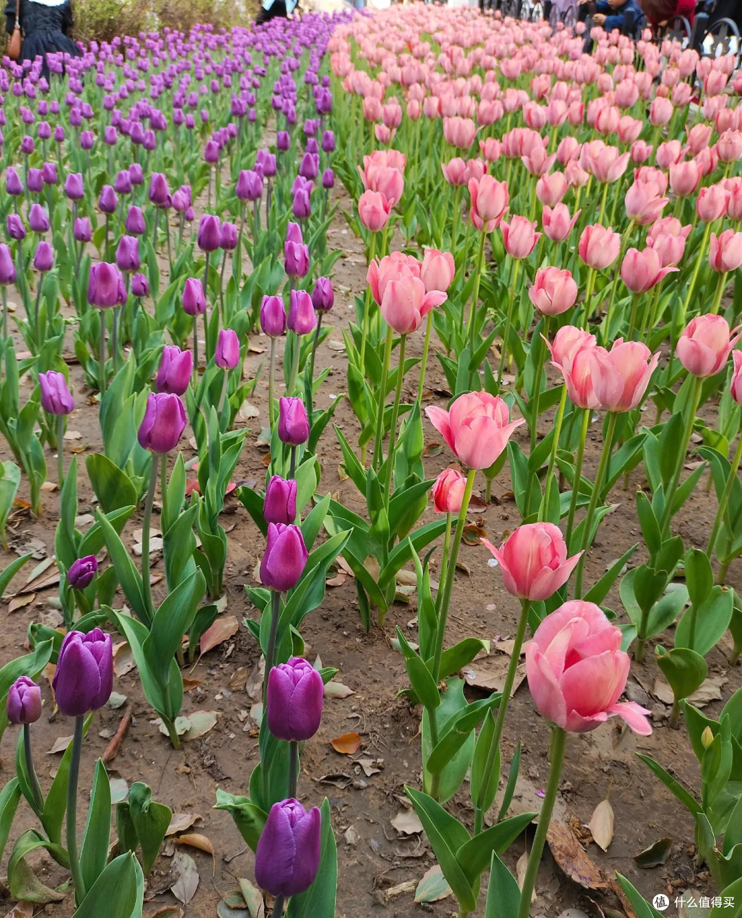 春日打卡胜地,人民公园郁金香花海,人山人海,太热闹啦!