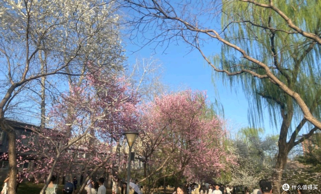 北京玉渊潭:春天里的花海漫游