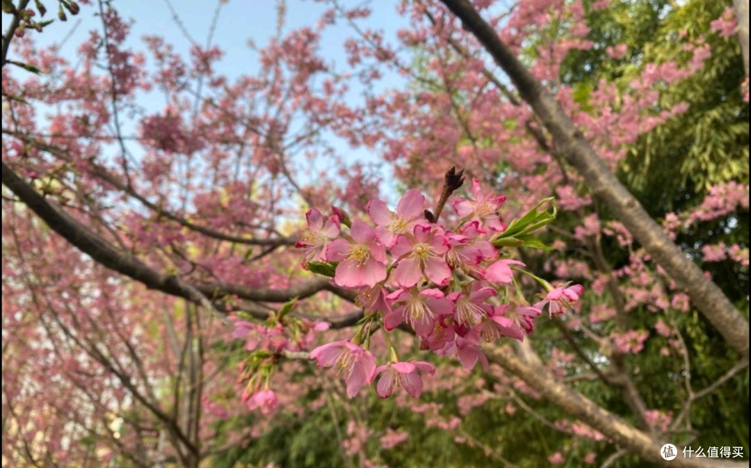 北京玉渊潭:春天里的花海漫游