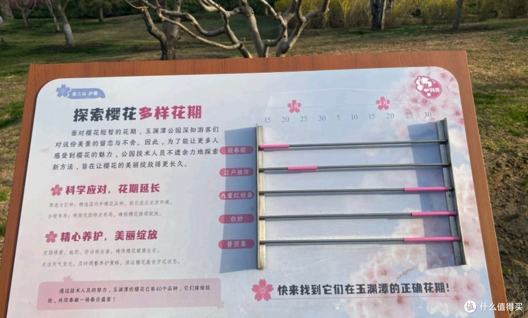 北京玉渊潭:春天里的花海漫游