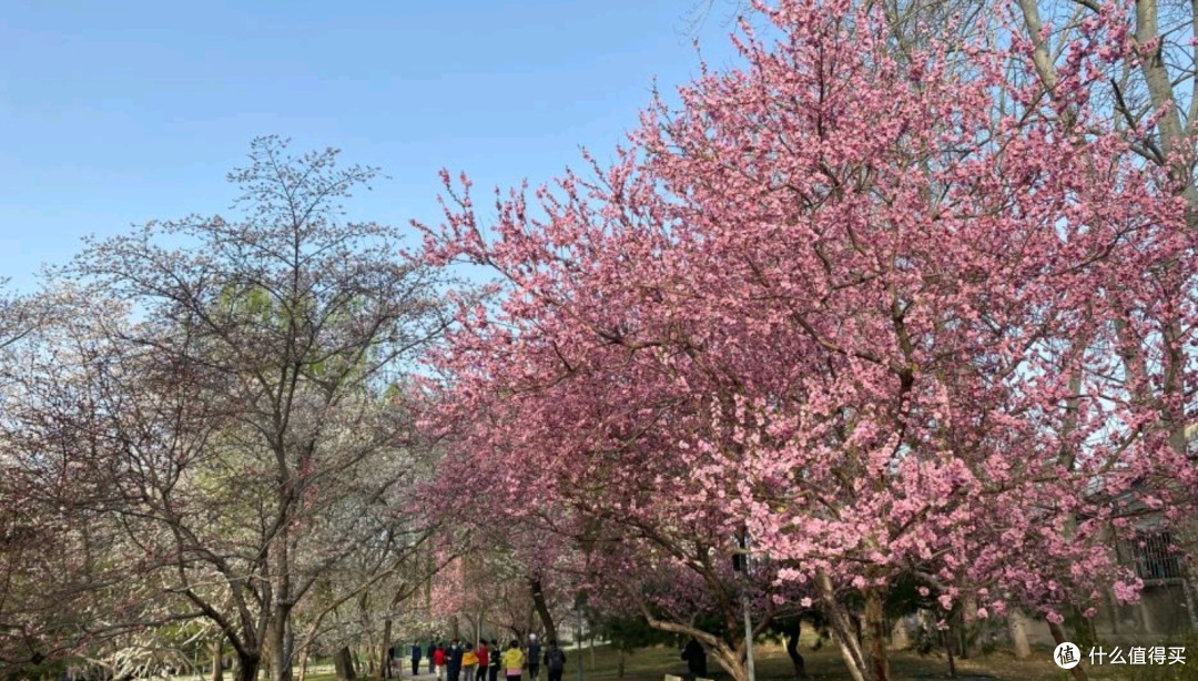 北京玉渊潭:春天里的花海漫游