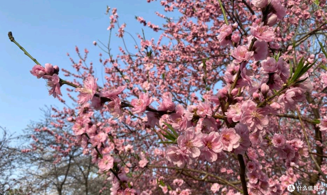 北京玉渊潭:春天里的花海漫游