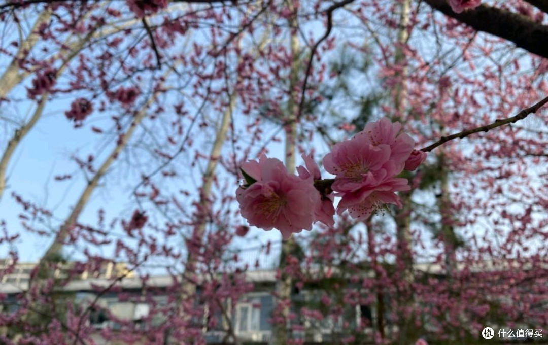 北京玉渊潭:春天里的花海漫游