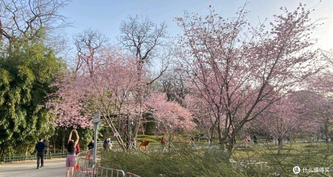 北京玉渊潭:春天里的花海漫游