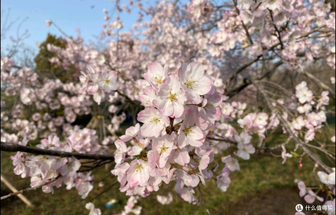 北京玉渊潭：春天里的花海漫游