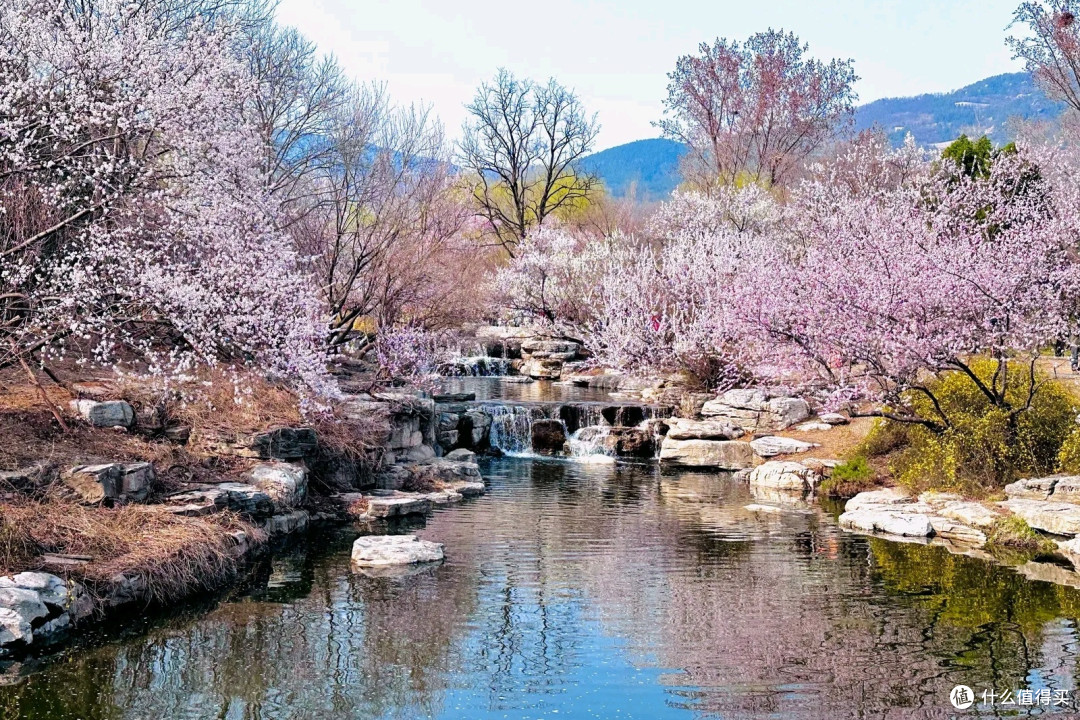国家植物园赏花之旅：春日里的绚烂篇章