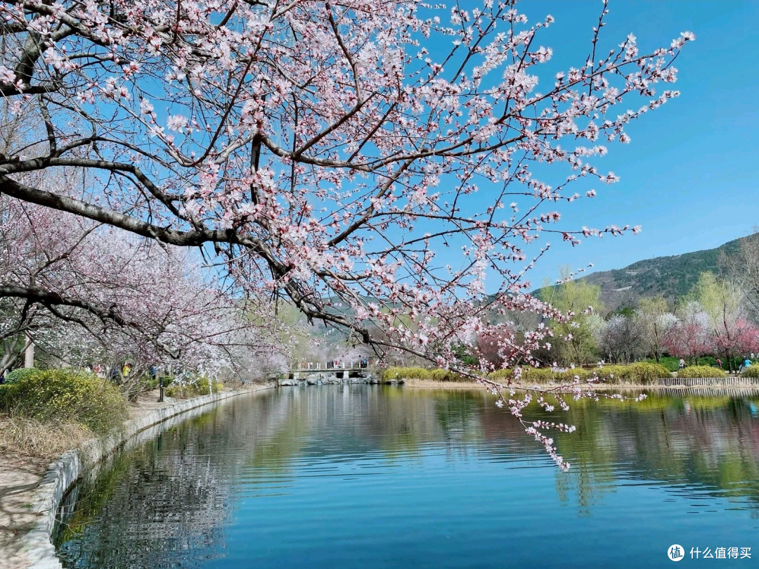 国家植物园赏花之旅：春日里的绚烂篇章