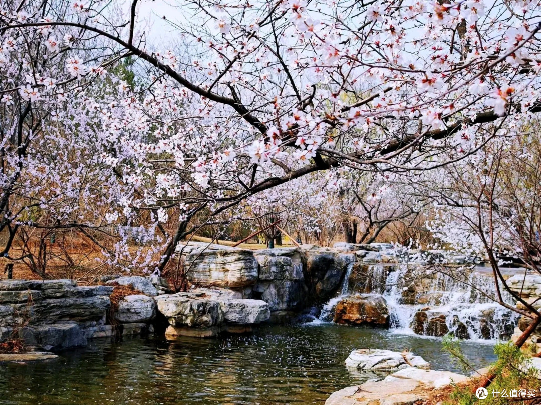 国家植物园赏花之旅：春日里的绚烂篇章