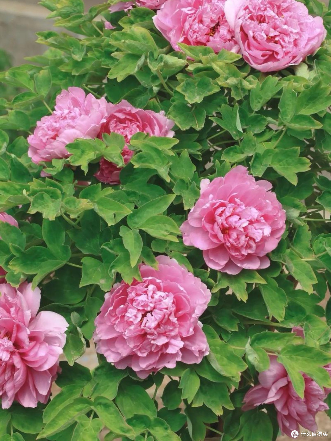 菏泽牡丹：花中之王，甲冠天下