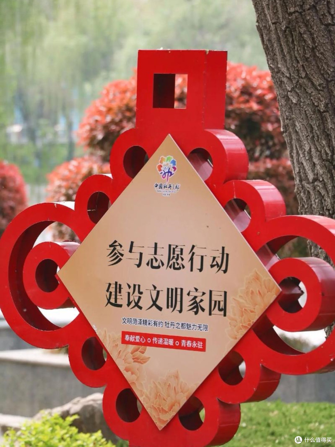 菏泽牡丹：花中之王，甲冠天下