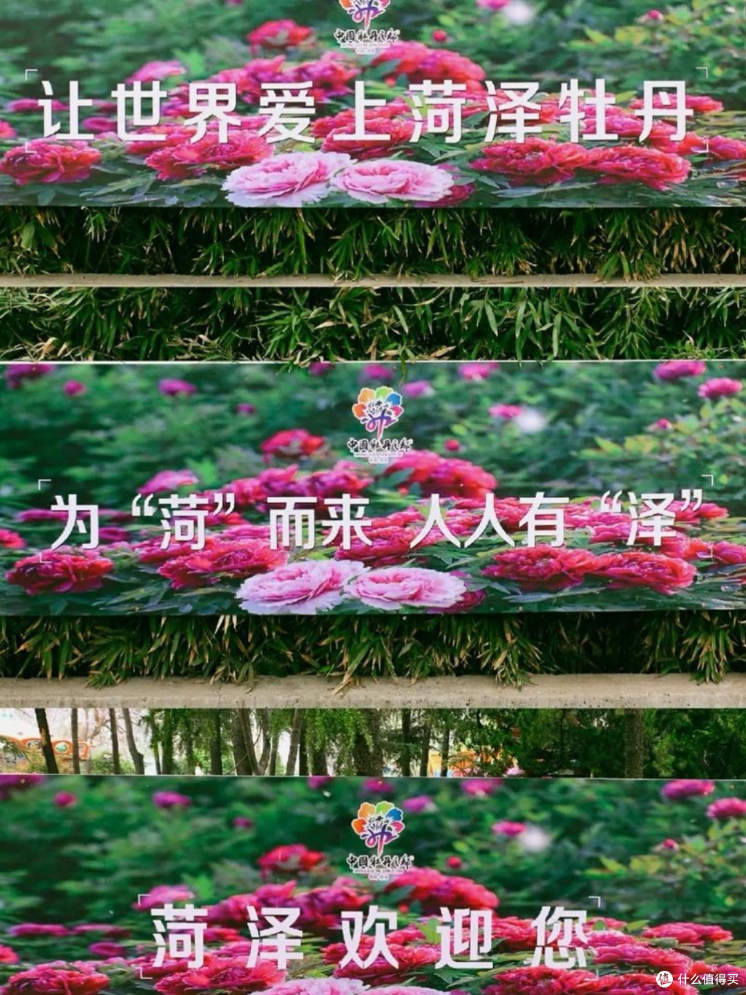 菏泽牡丹：花中之王，甲冠天下