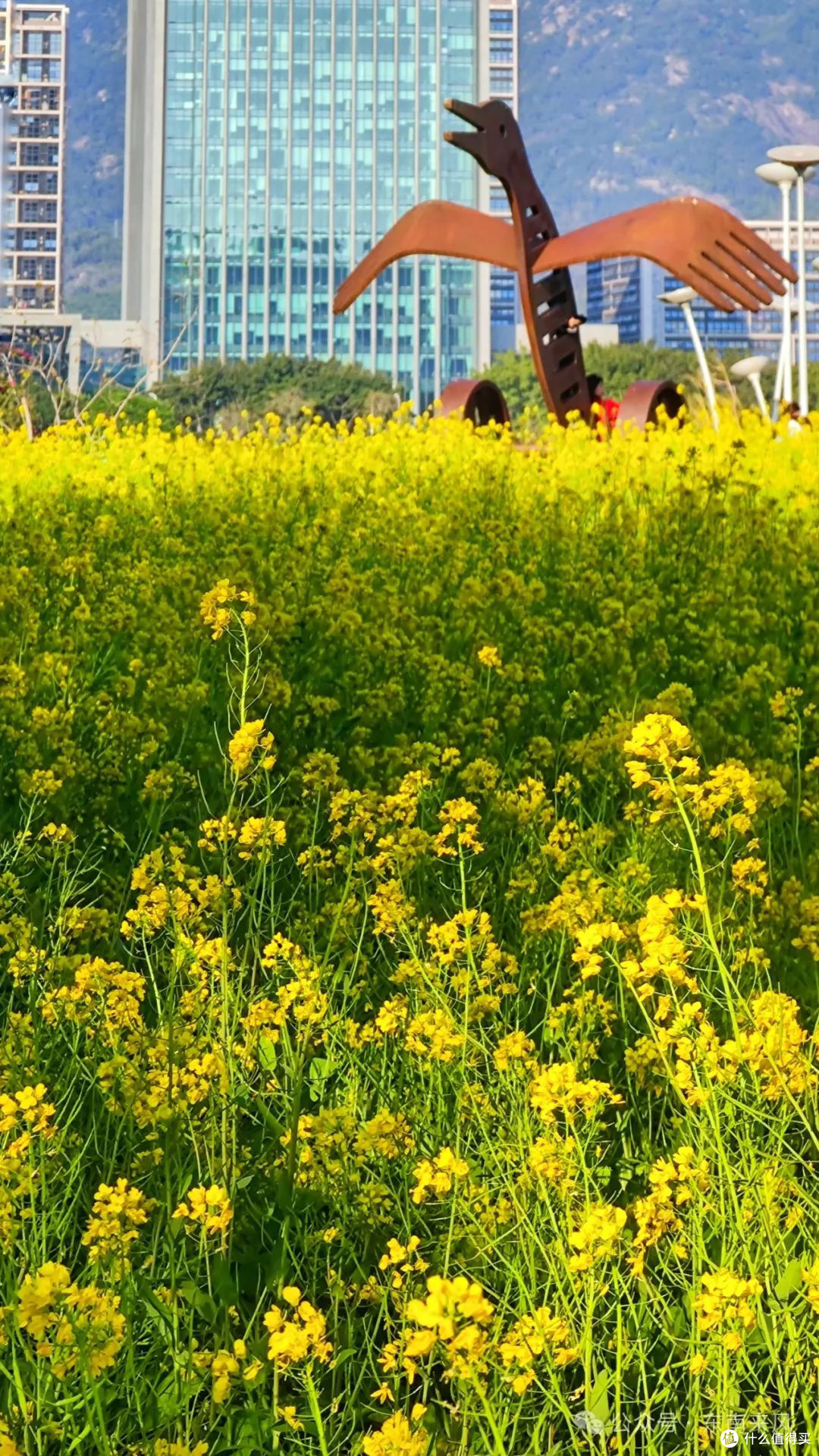 福州花海公园：我在春日花海里走花路