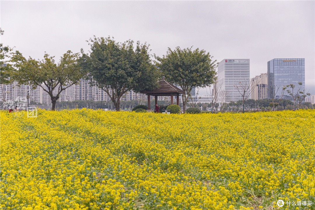 福州花海公园：我在春日花海里走花路