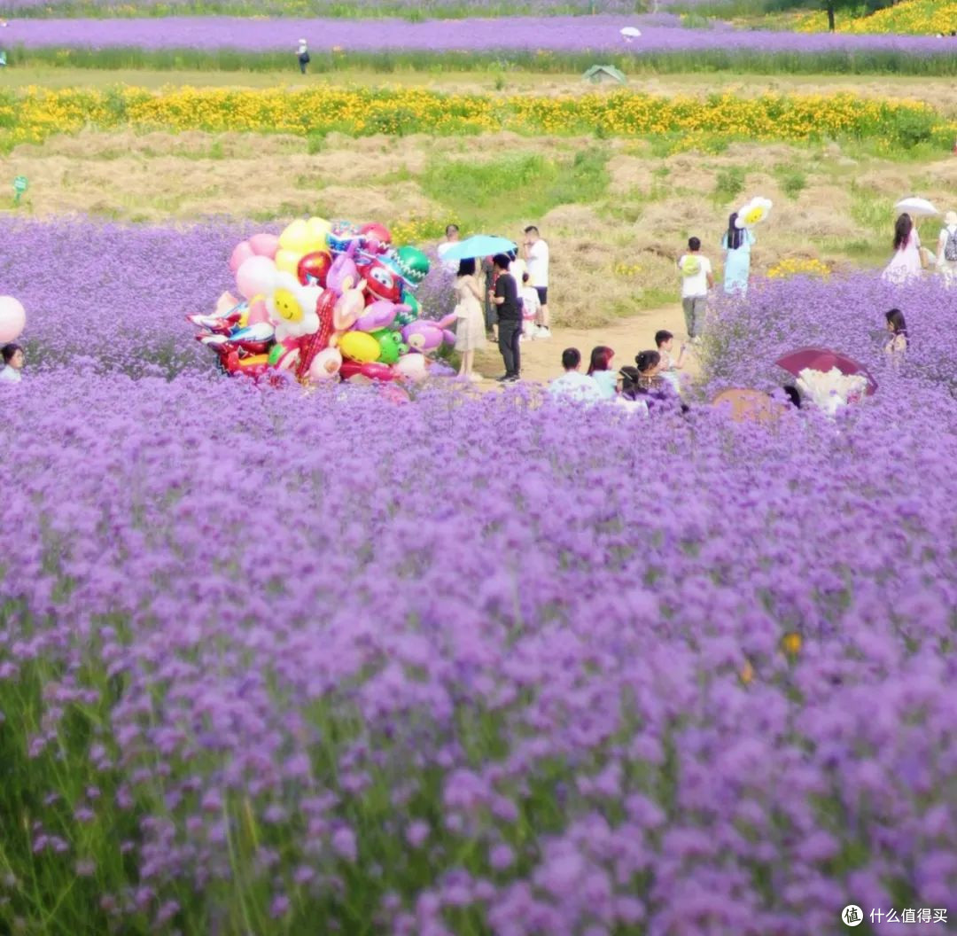 福州花海公园：我在春日花海里走花路