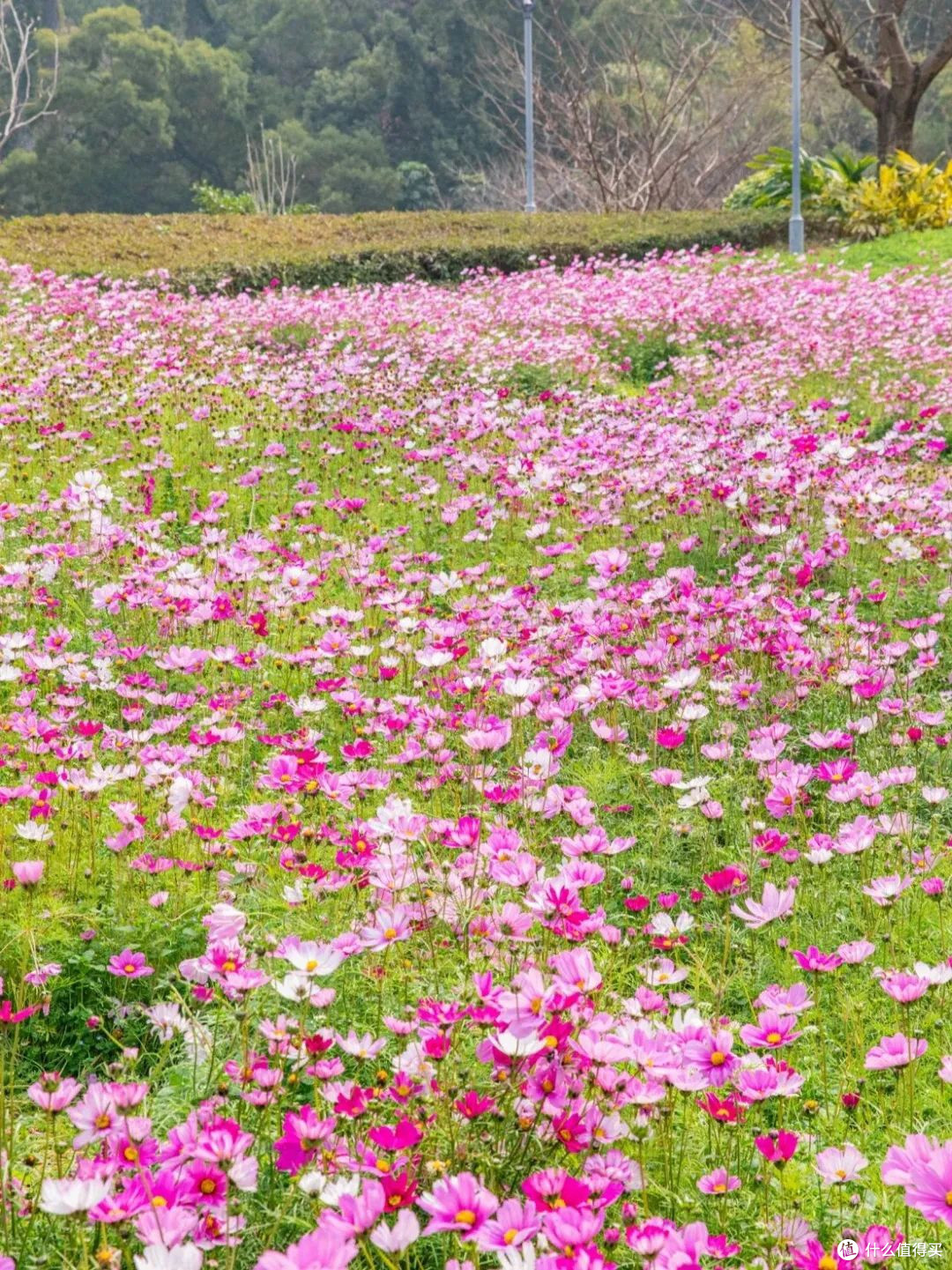 福州花海公园：我在春日花海里走花路