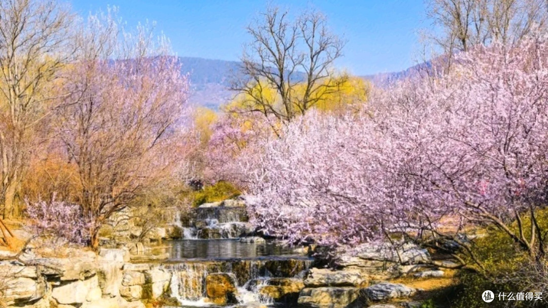 国家植物园三月赏花之旅