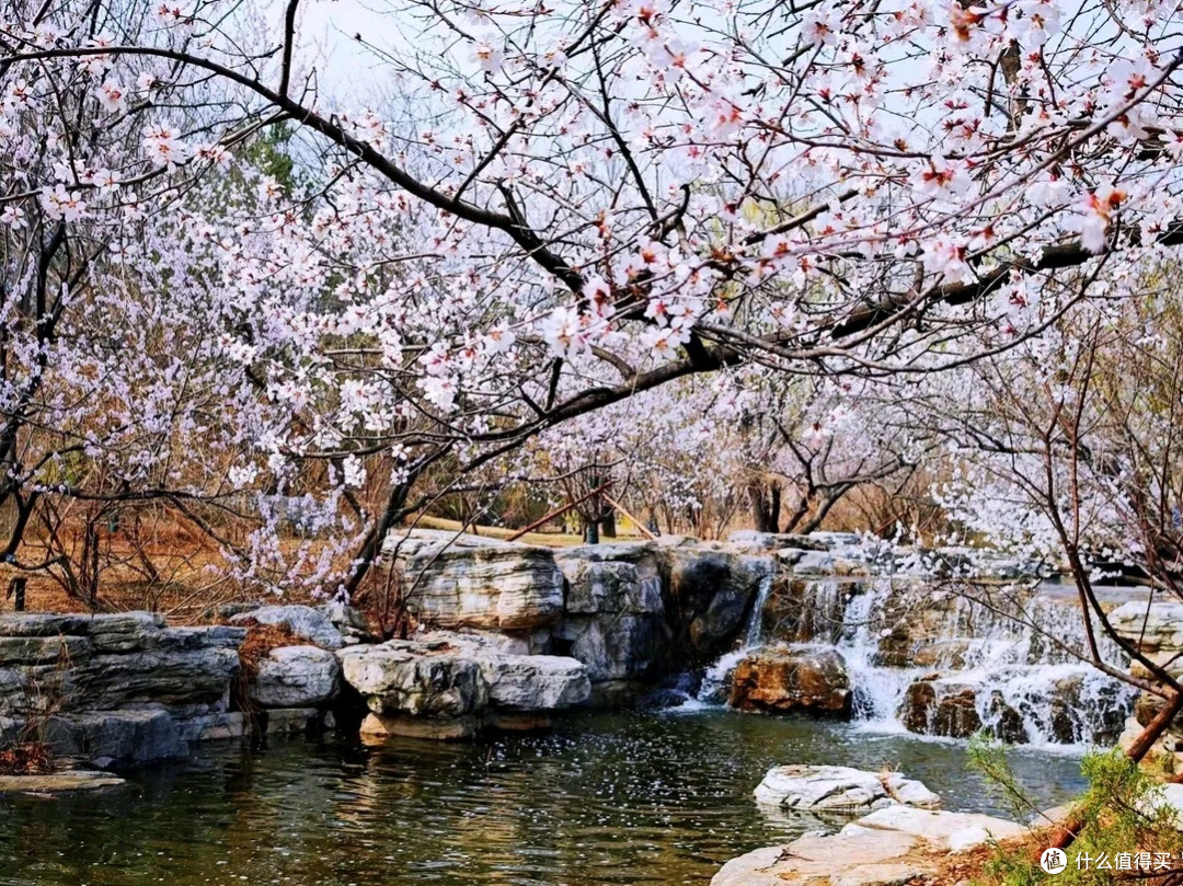 国家植物园三月赏花之旅