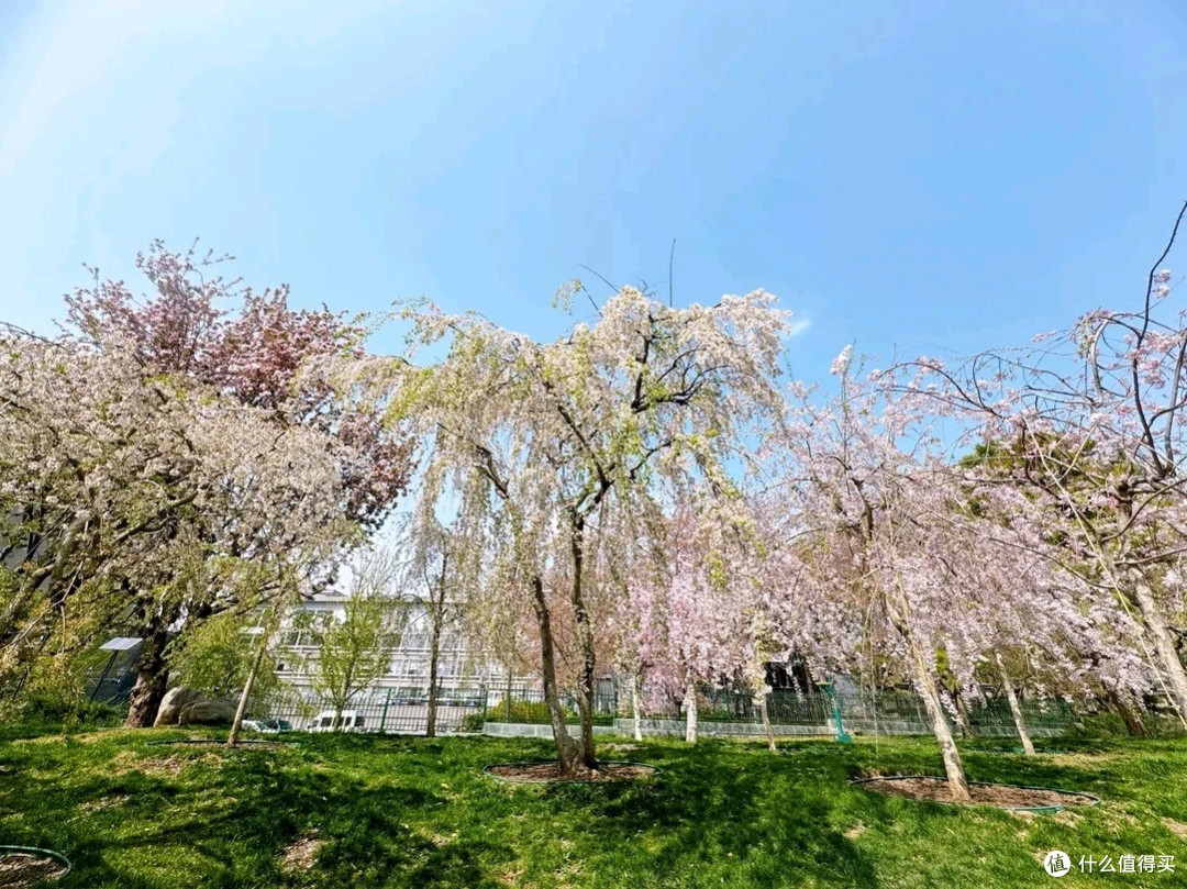 国家植物园三月赏花之旅