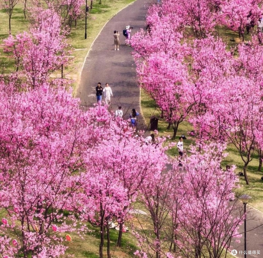 三月广西：踏春赏花，探寻八桂花路之旅