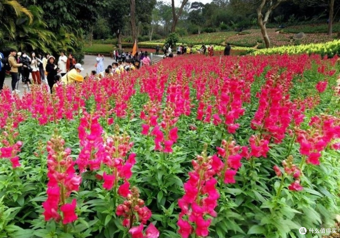 三月广西：踏春赏花，探寻八桂花路之旅