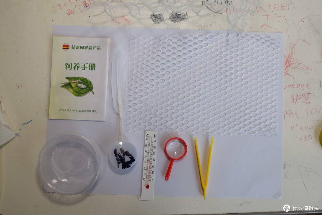 这一天终于来了《迎接蚕宝宝的到来》