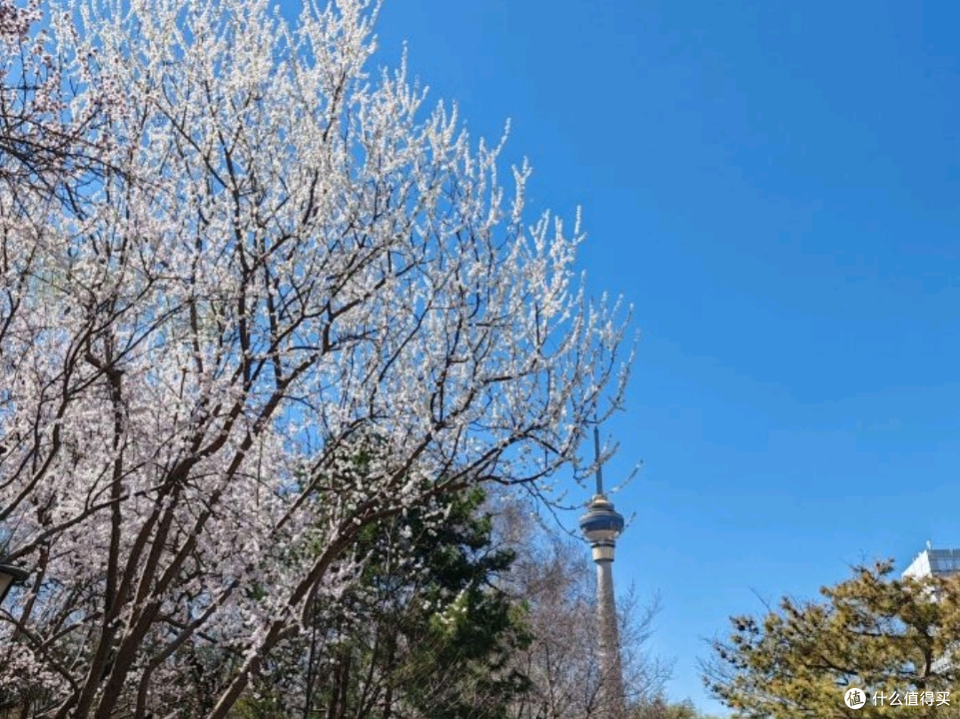 三月玉渊潭公园赏花之旅