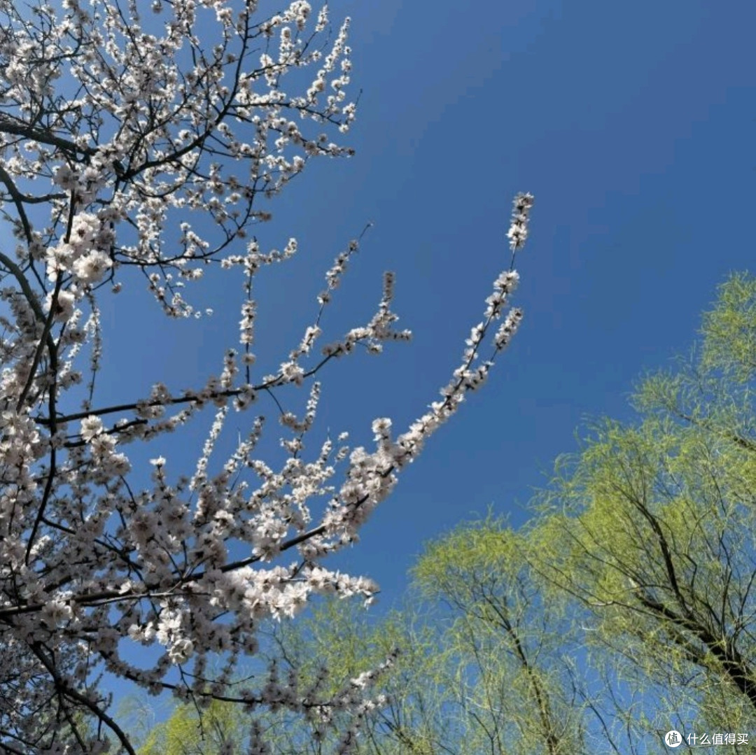国家植物园赏花之旅:春日里的视觉盛宴