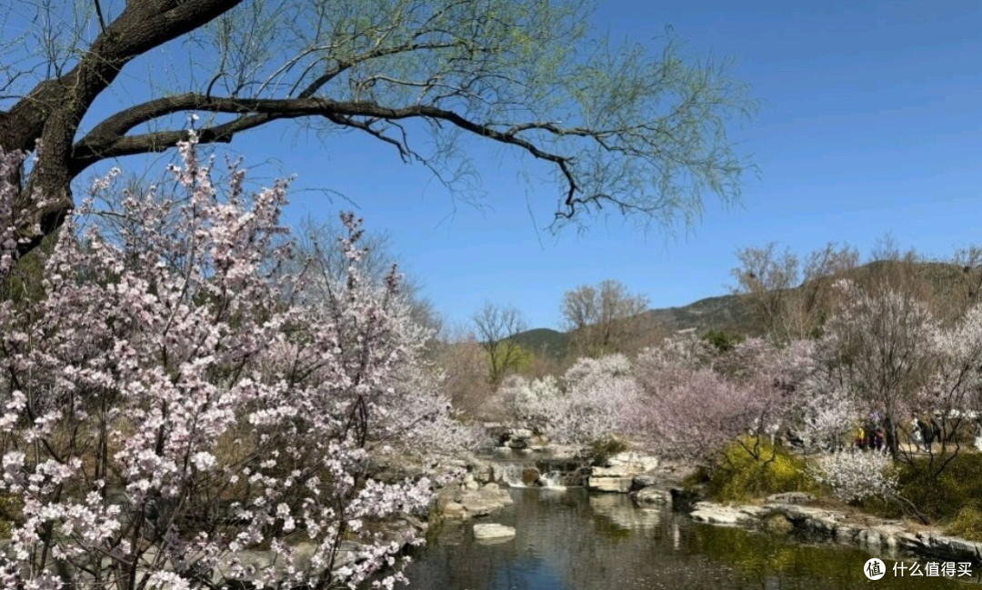 国家植物园赏花之旅:春日里的视觉盛宴