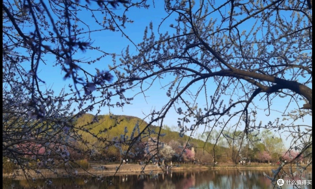 国家植物园赏花之旅:春日里的视觉盛宴