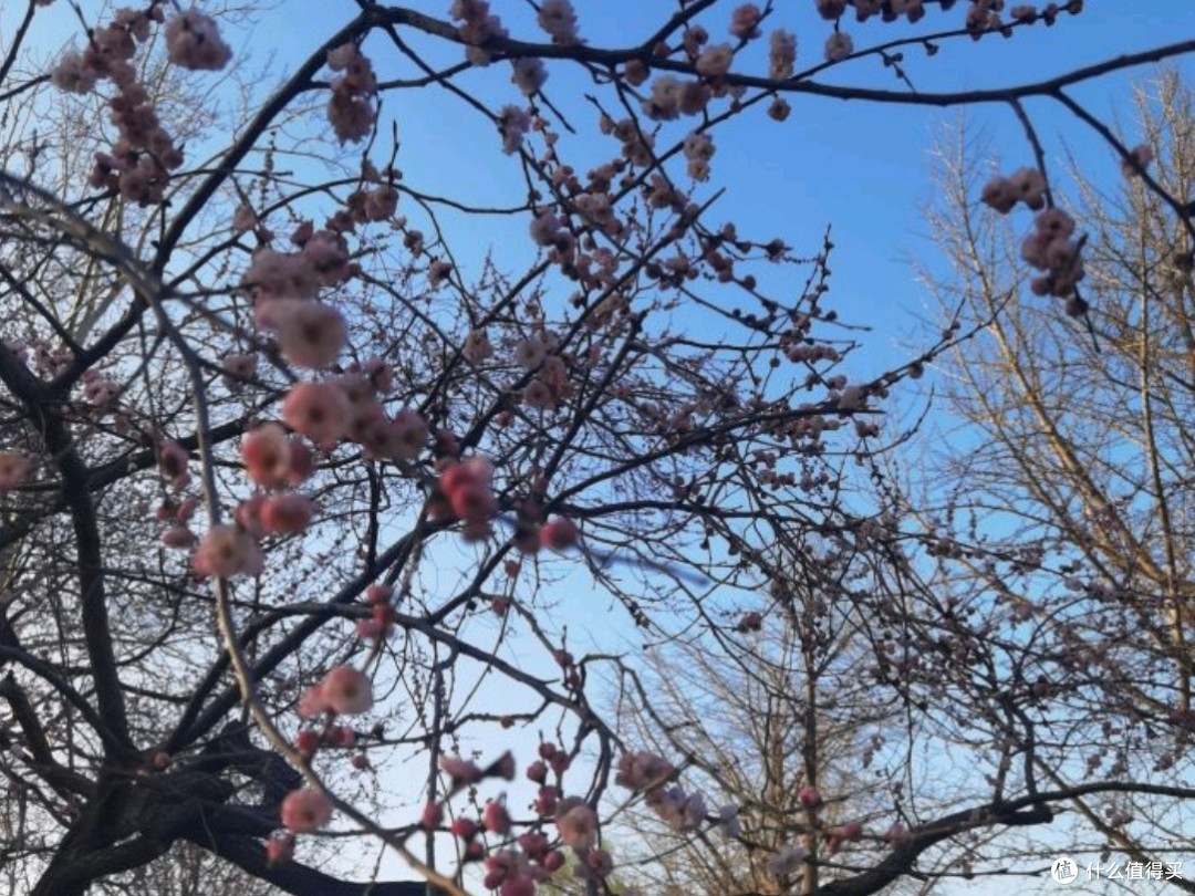 国家植物园赏花之旅:春日里的视觉盛宴