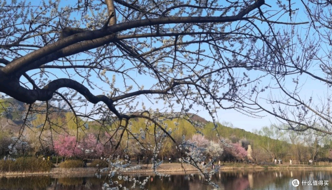 国家植物园赏花之旅:春日里的视觉盛宴