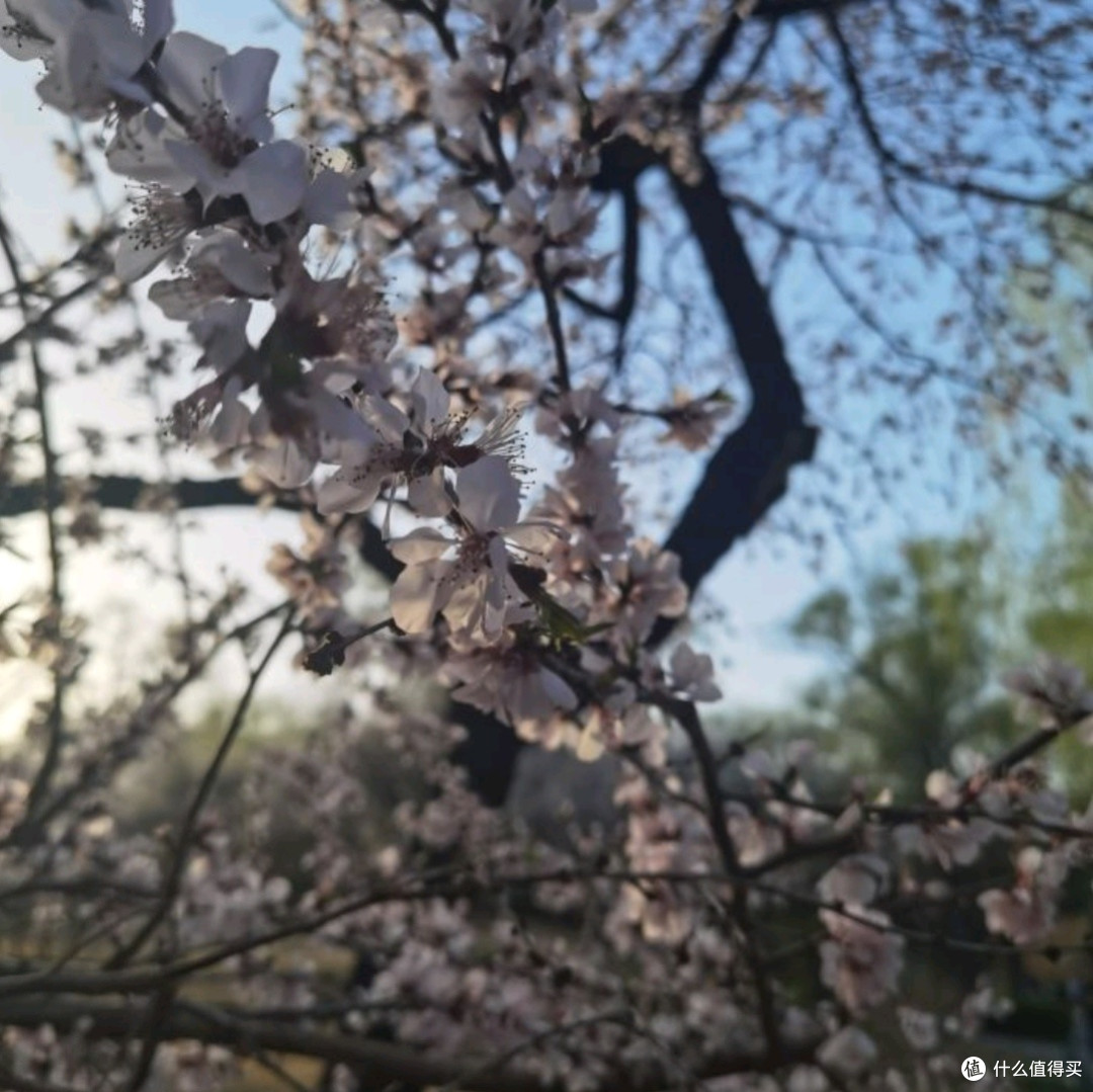 国家植物园赏花之旅：春日里的视觉盛宴